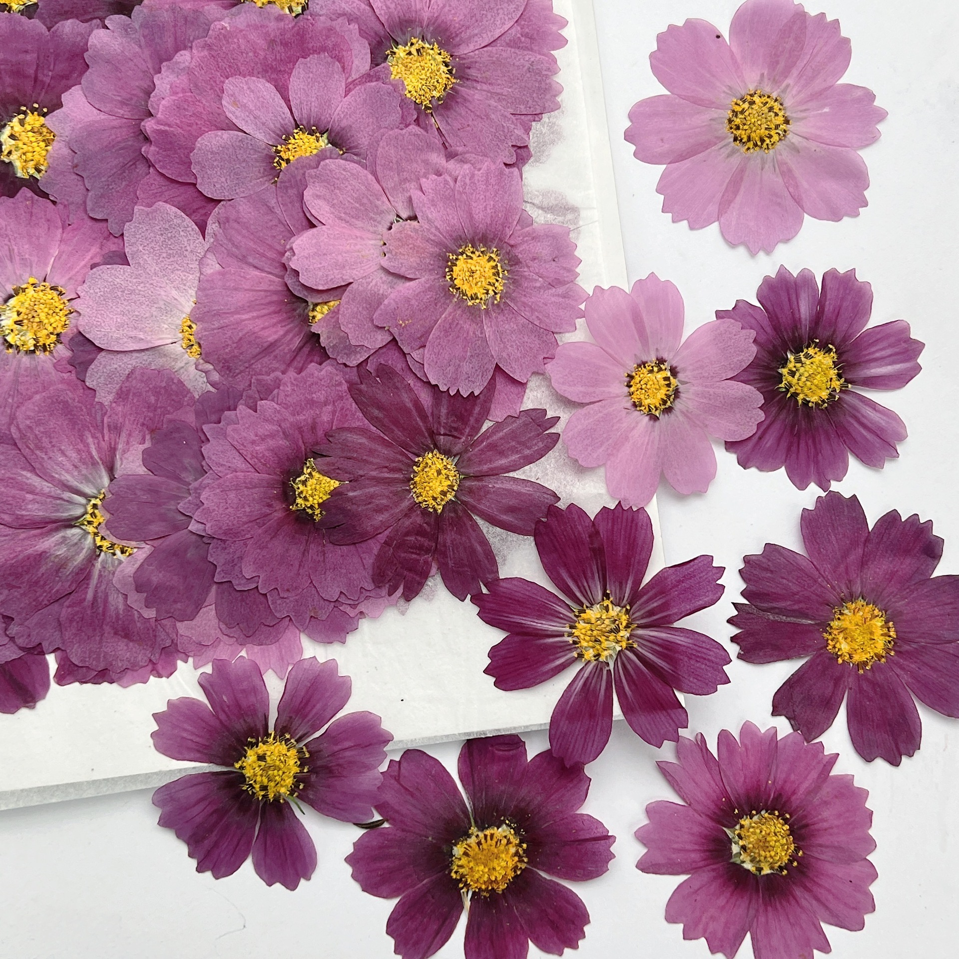 100Pcs Cosmos Dried Flower Pre – обзор и цена Dried Flower Pressed