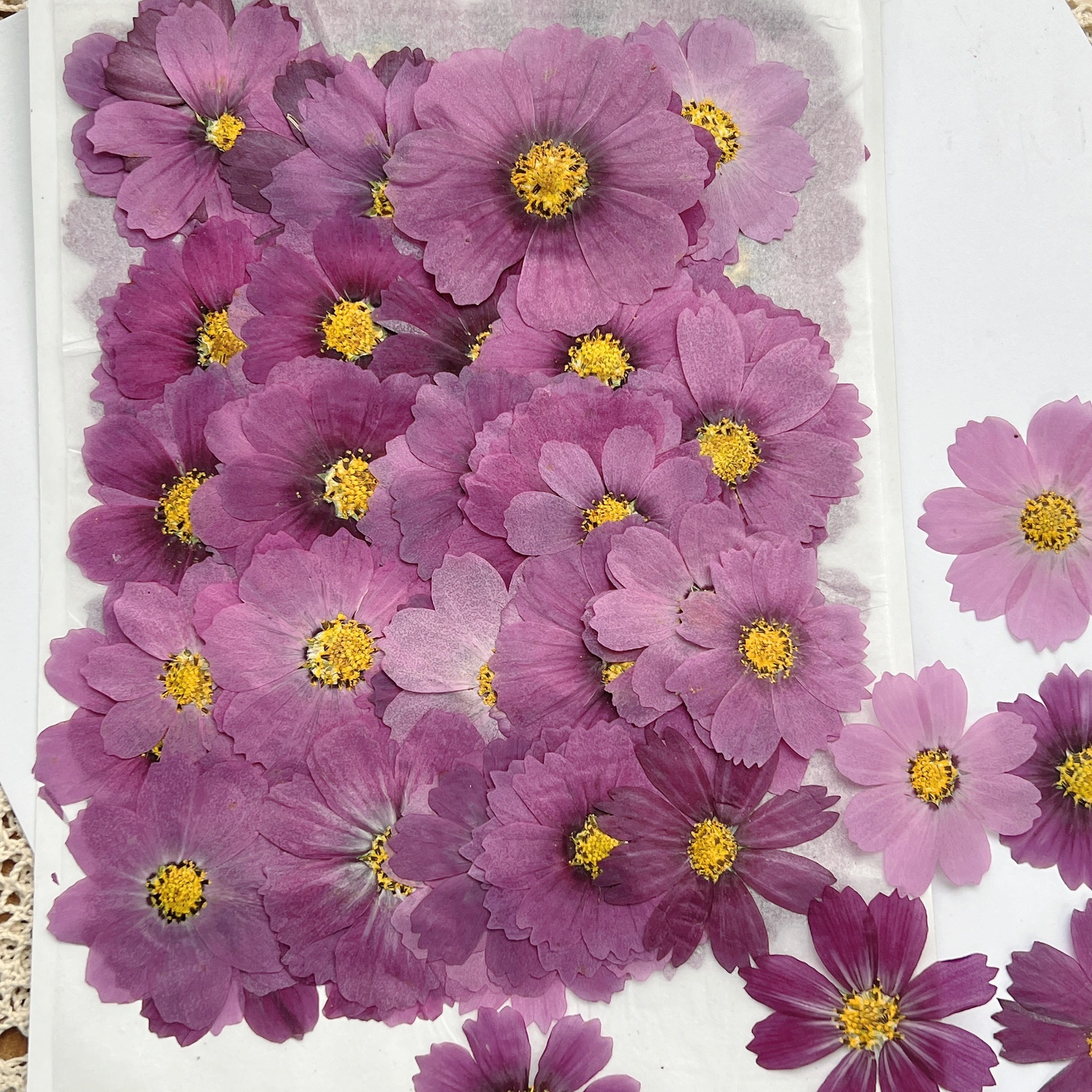 100Pcs Cosmos Dried Flower Pre – обзор и цена Dried Flower Pressed