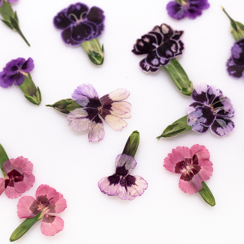 24pcs,Pressed Dried Dianthus F – обзор и цена Dried Flower Pressed