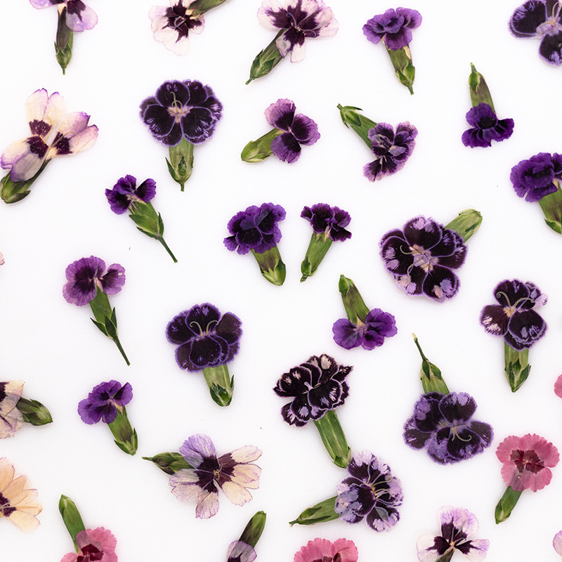 24pcs,Pressed Dried Dianthus F – обзор и цена Dried Flower Pressed