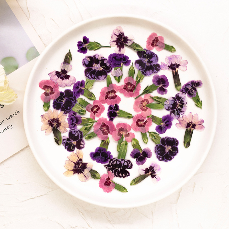 24pcs,Pressed Dried Dianthus F – обзор и цена Dried Flower Pressed