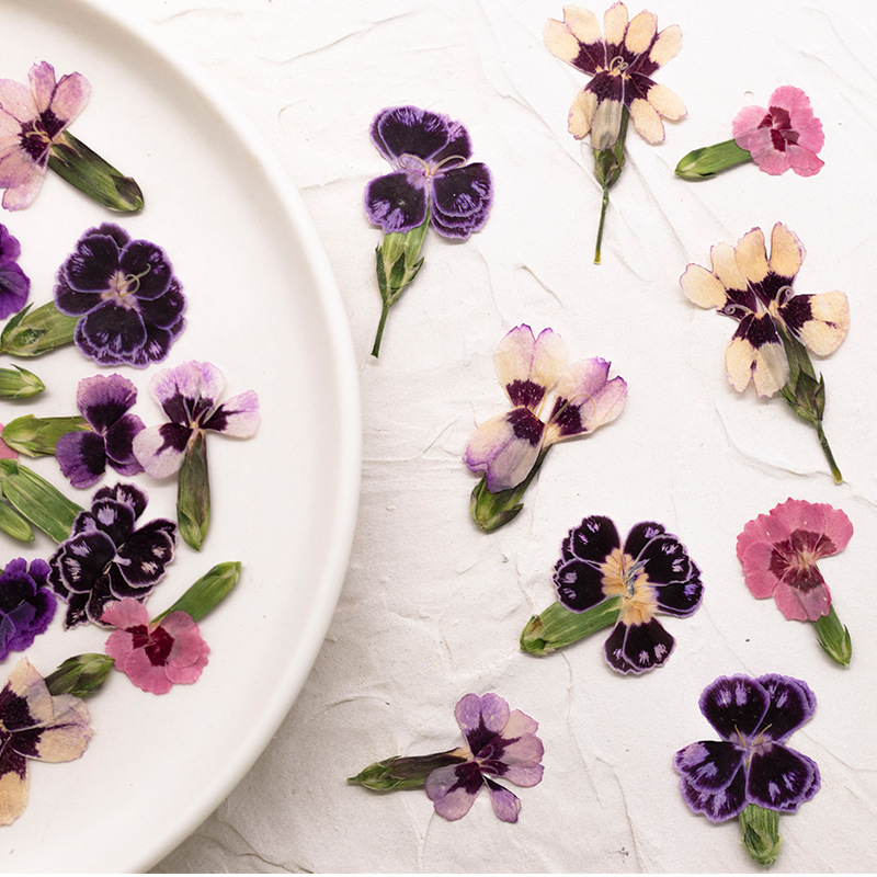 24pcs,Pressed Dried Dianthus F – обзор и цена Dried Flower Pressed