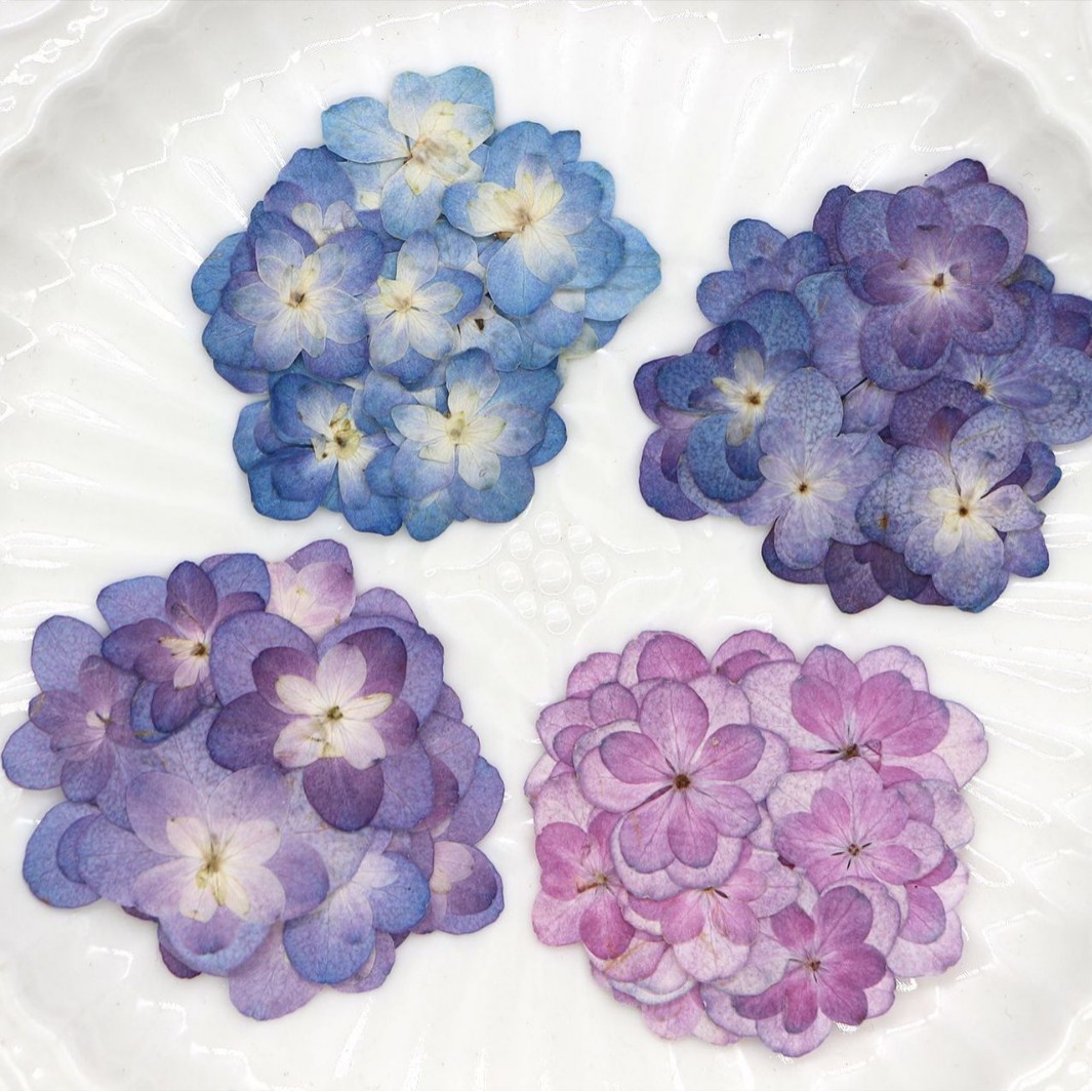 60Pcs Mini Double-Flowered Hyd – обзор и цена Dried Flower Pressed