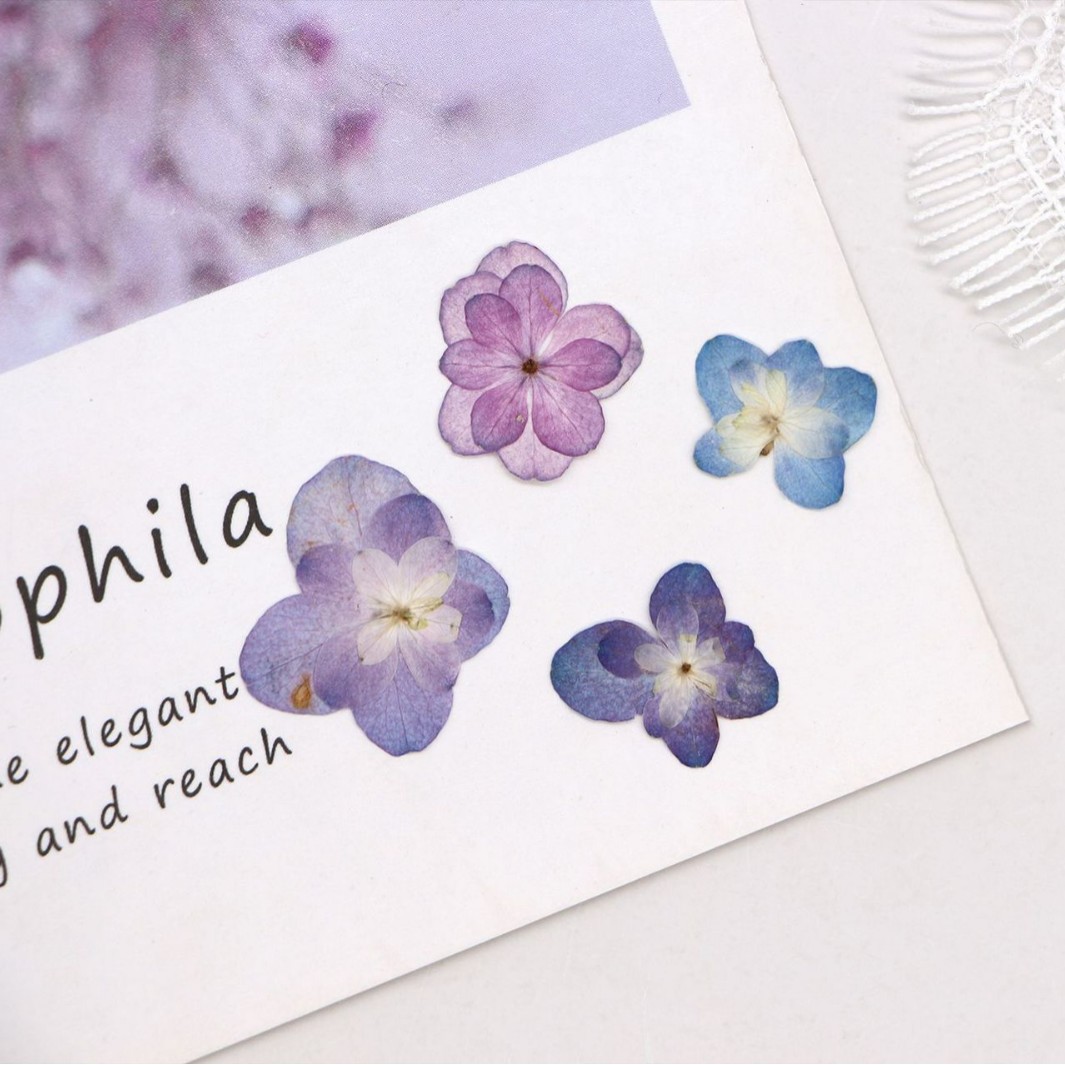 60Pcs Mini Double-Flowered Hyd – обзор и цена Dried Flower Pressed