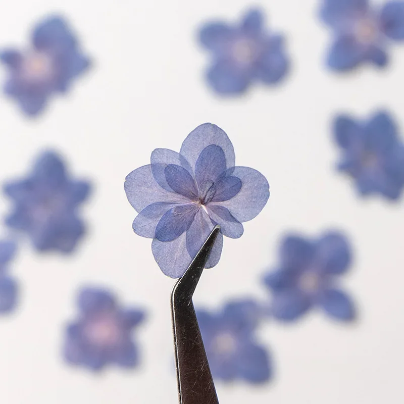 12pcs,natural Double petal Hyd – обзор и цена Dried Flower Pressed