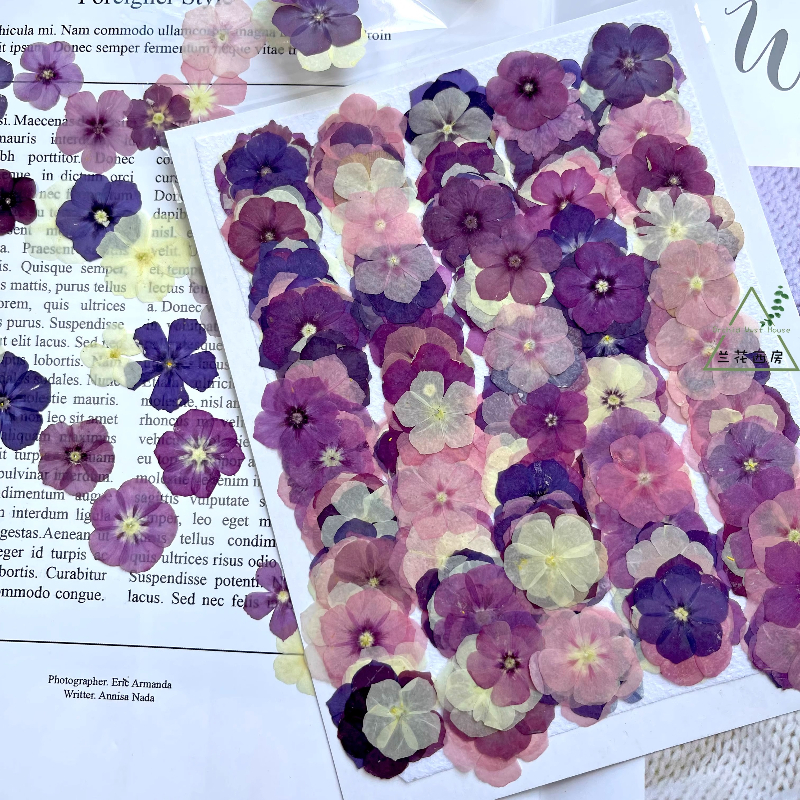 12pcs,Semi-Transparent Niche P – обзор и цена Dried Flower Pressed