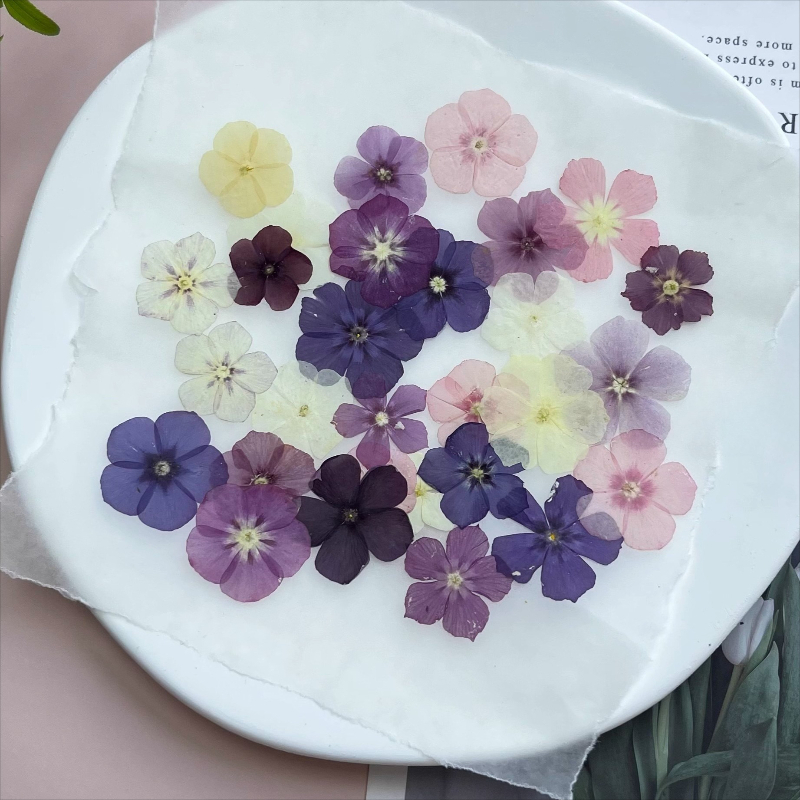 12pcs,Semi-Transparent Niche P – обзор и цена Dried Flower Pressed