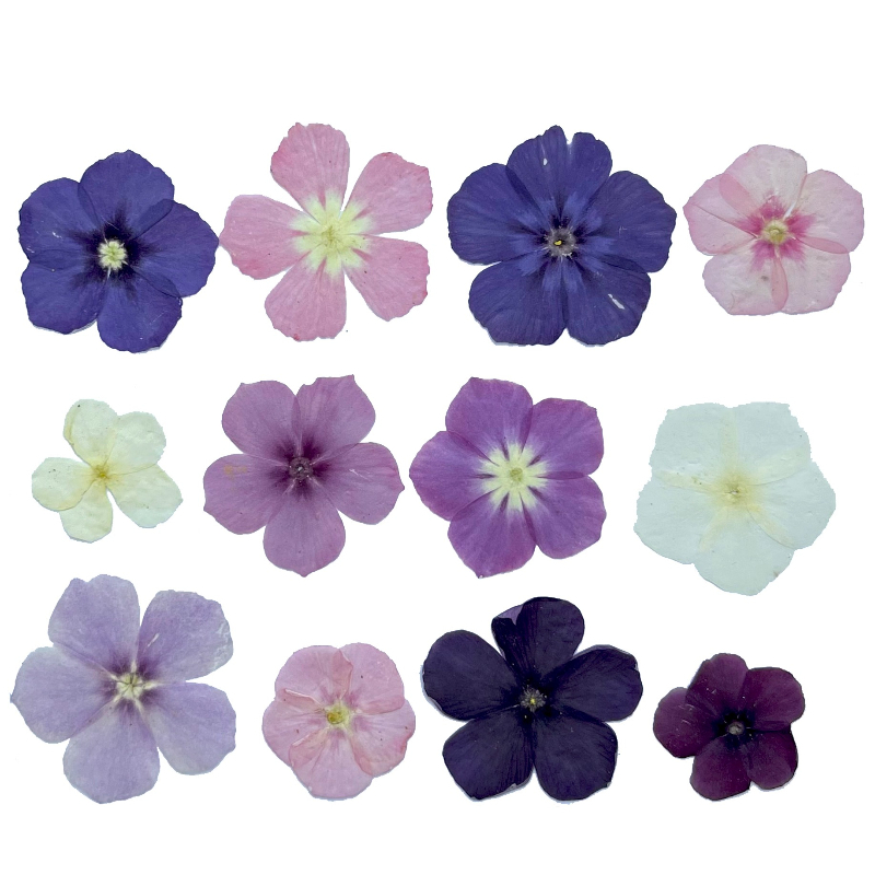 12pcs,Semi-Transparent Niche P – обзор и цена Dried Flower Pressed