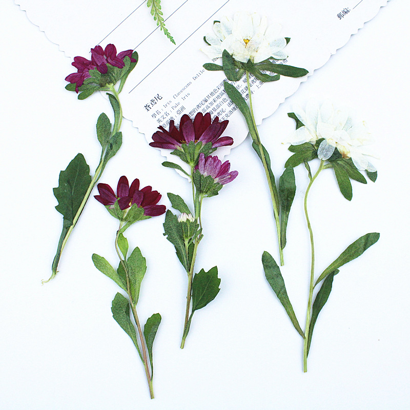 24pcs,Mini Chrysanthemum Press – обзор и цена Dried Flower Pressed