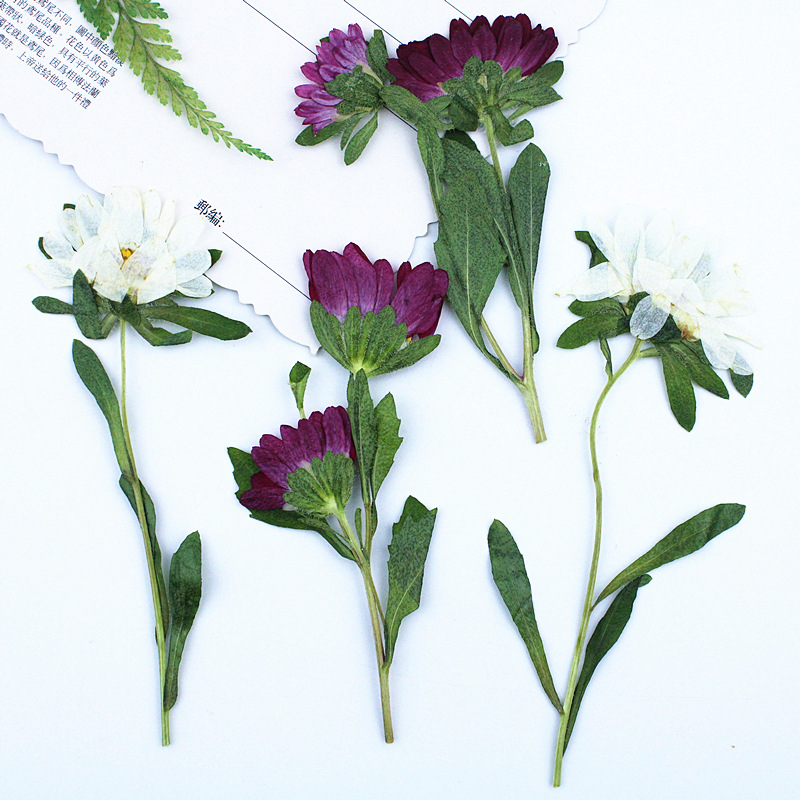 24pcs,Mini Chrysanthemum Press – обзор и цена Dried Flower Pressed