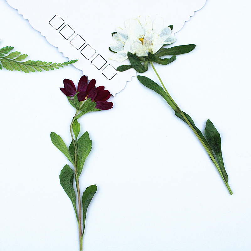 24pcs,Mini Chrysanthemum Press – обзор и цена Dried Flower Pressed
