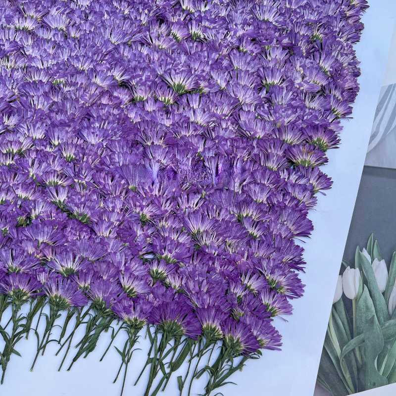 100PCS/3-6cm,Pressed daisy min – обзор и цена Dried Flower Pressed