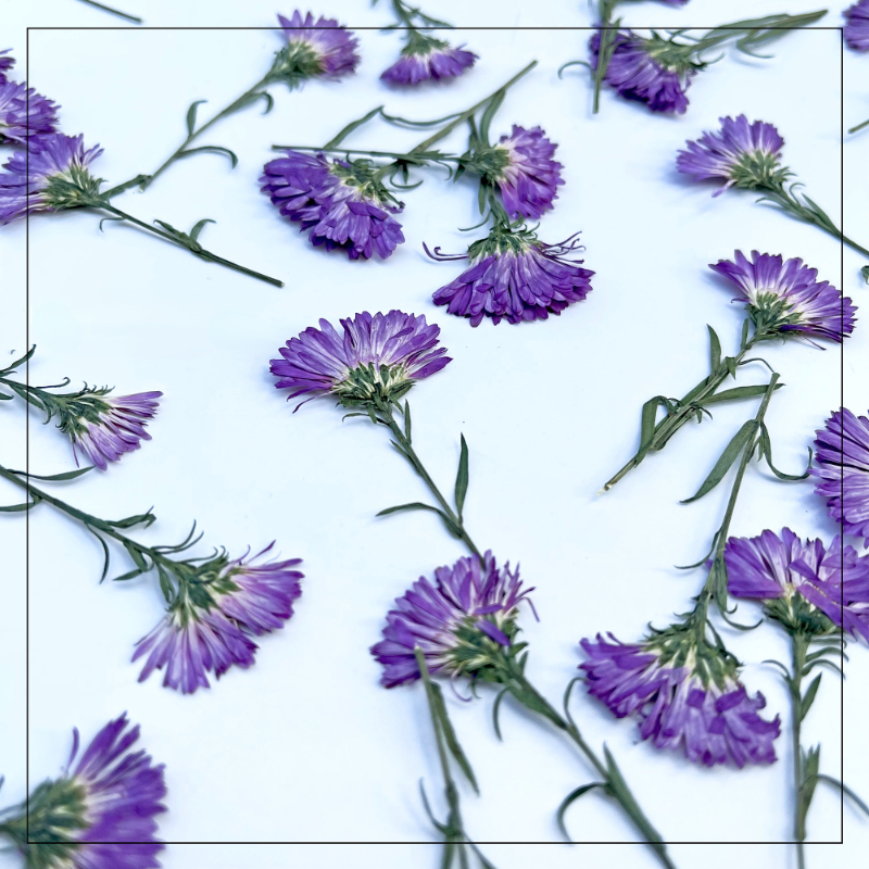 100PCS/3-6cm,Pressed daisy min – обзор и цена Dried Flower Pressed
