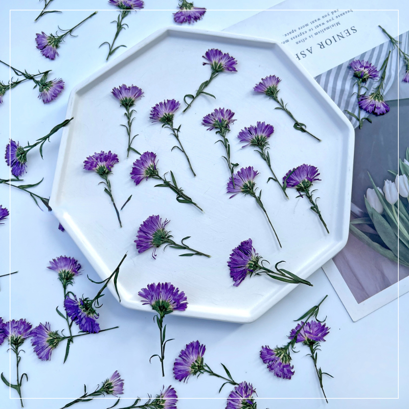 100PCS/3-6cm,Pressed daisy min – обзор и цена Dried Flower Pressed