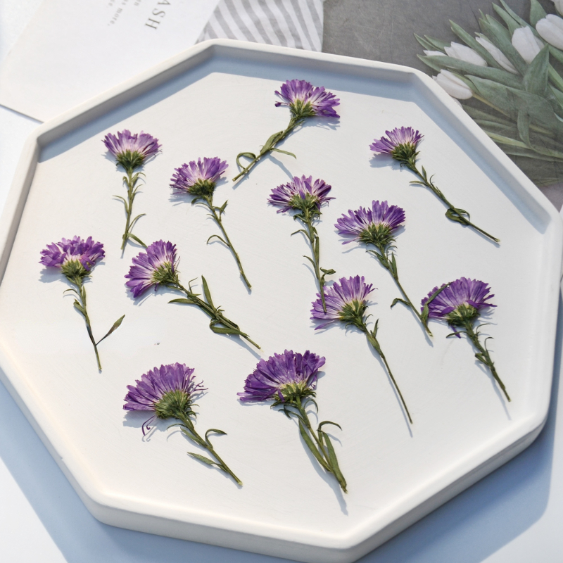 100PCS/3-6cm,Pressed daisy min – обзор и цена Dried Flower Pressed