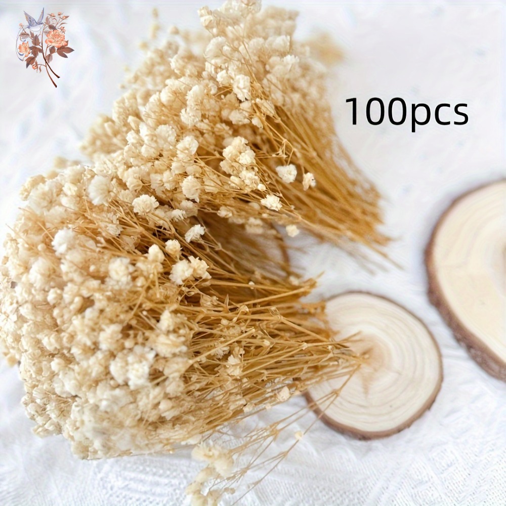 100pcs Mini Dried Baby's Breat – обзор и цена Dried Flower Pressed