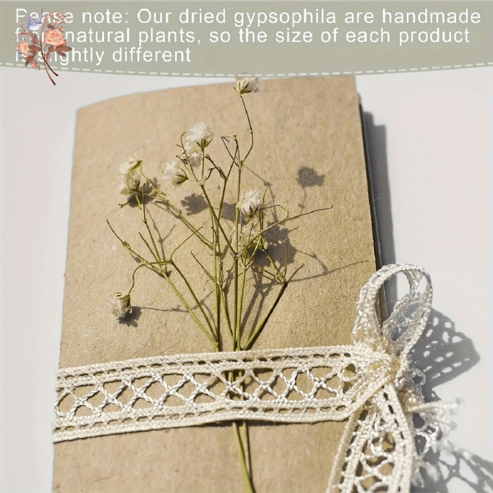 100pcs Mini Dried Baby's Breat – обзор и цена Dried Flower Pressed